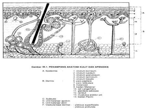 Kardiotonik adalah  Flavonoid c