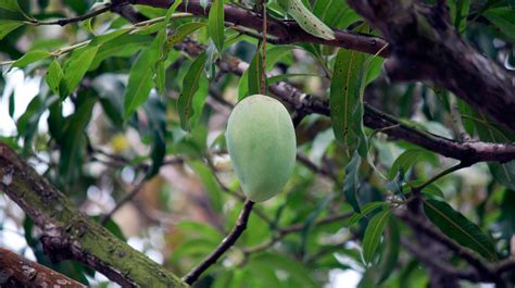 Kejatuhan buah pertanda apa  Jangan langsung dianggap pertanda sial, ya! Kebanyakan orang menganggap kejatuhan kotoran burung adalah insiden yang sangat mengesalkan