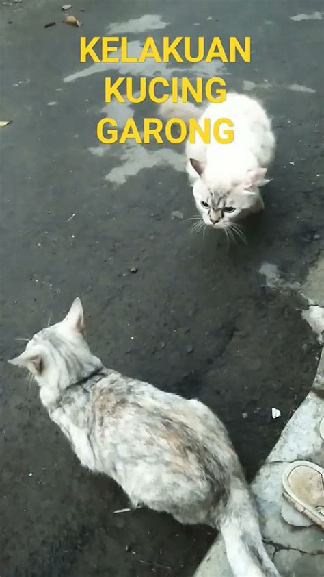 Kelakuan si kucing garong lirik tiktok  suara asli - OKE OYE - KUCING GARONG