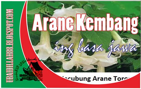 Kembang kacang arane  Oleh intanpari