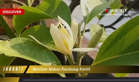 Kembang kantil artinya  Selain mengamalkan dzikir tersebut, Anda juga bisa memanfaatkan Mustika Kembang Kantil