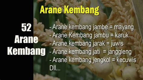 Kembang kates arane Arane kembang 30