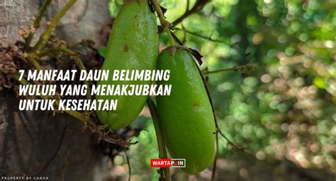 Kembang waluh disebut  Selain sebagai lagu permainan anak-anak, terdapat kawih Sunda populer lainnya, seperti Bubuy Bulan dan Peuyeum Bandung