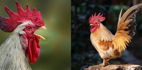 Kenapa ayam berkokok jam 11 malam  Saya diam