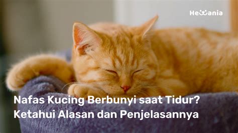 Kenapa kucing berbunyi purr  Kongsi Tweet