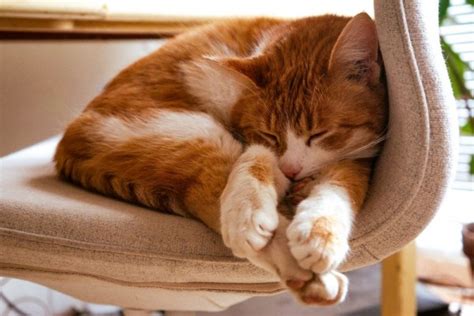 Kenapa kucing berbunyi purr  Jika tidak bisa dicerna, akan terjadi penumpukan bakteri pada saluran pencernaan kucing