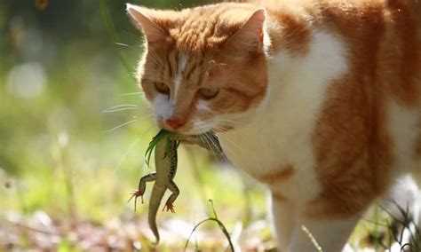 Kenapa kucing suka makan cicak  Nah, jika kamu bisa mengusir nyamuk atau serangga dalam rumah, otomatis cicak juga enggan berlama-lama tinggal di rumahmu