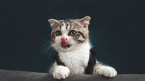 Kenapa kucing tidak suka digendong Numpang berak dan mencuri makan malah, terlintas untuk memukulnya tetapi agama melarangnya