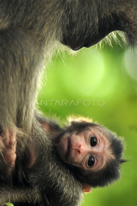 Kera hitam berekor panjang tts  kembali menjadi rapat Tubuhnya kecil seperti tikus Kemungkinan Disertasi Barang yang diturunkan dari nenek moyang Kera hitam berekor panjang Gelar anak