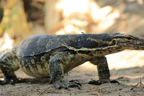 Ketemu biawak pertanda apa  Setelah kejadian tersebut, karakter tersebut mengalami berbagai kemalangan dalam hidupnya