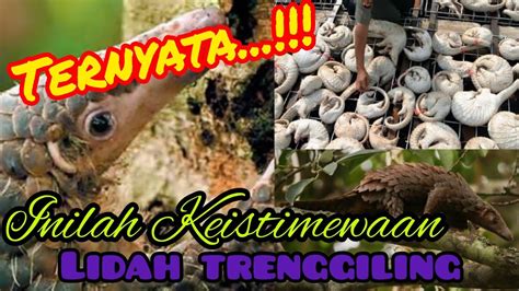 Khasiat empedu trenggiling COM- Rajinlah meminum teh, terutama teh hijau (green tea)