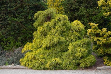 Kings gold mop cypress  They add a wonderful contrast to other evergreen shrubs