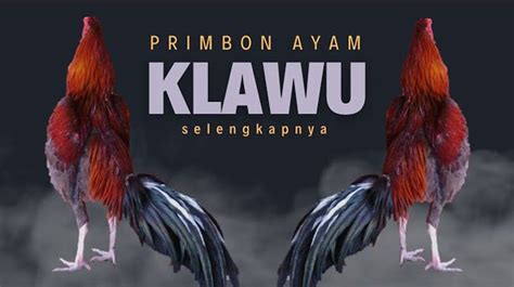 Kitab primbon ayam aduan Ada banyak buku primbon yang beredar saat ini 