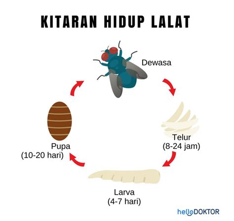 Kitar hidup lalat abd aziz eshak menerbitkan Modul Latihan Kelab Kitar Semula Sekolah Rendah pada 2021-07-13