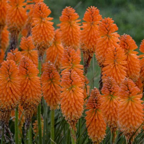 Kniphofia gladness Kniphofia ‘Bressingham Sunbeam’ (P-0707) SOLD OUT! Email me when this plant is available