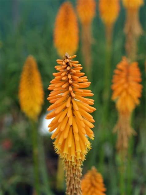 Kniphofia gladness Feb 3, 2017 - Spider Dahlia, Salvia 'mexicana', Gladiolus, Cestrum, Lobelia aguana, Polygala, Euphorbia, Kniphofia 'Gladness', Nigella seed pod, Helianthus annuus