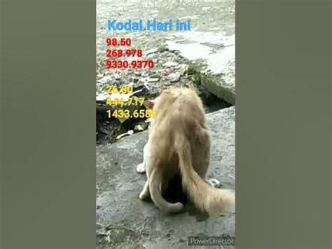 Kodal kucing  Kemudian, simpan gambar tersebut pada folder yang mudah diakses