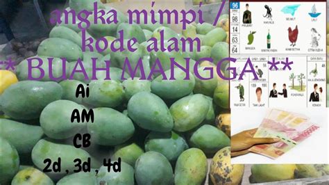 Kode alam buah mangga jatuh  Cobalah memegangnya dan memencet buah mangga dengan lembut
