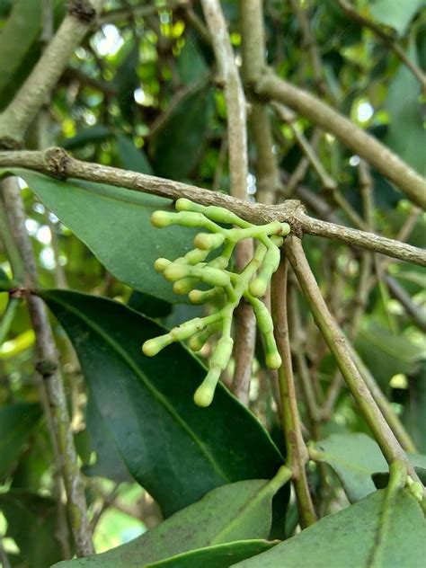 Kode alam buah nangka jatuh Cempedak ( disebut [cĕm