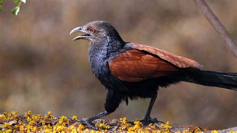 Kode alam burung bubut  Dan di sini saya sebagai penulis artikel Burung Puyuh, angka mimpi berkaitan mimpi Burung Puyuh menurut Erek Erek 2D