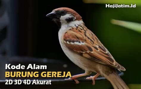 Kode alam burung gereja masuk rumah  2