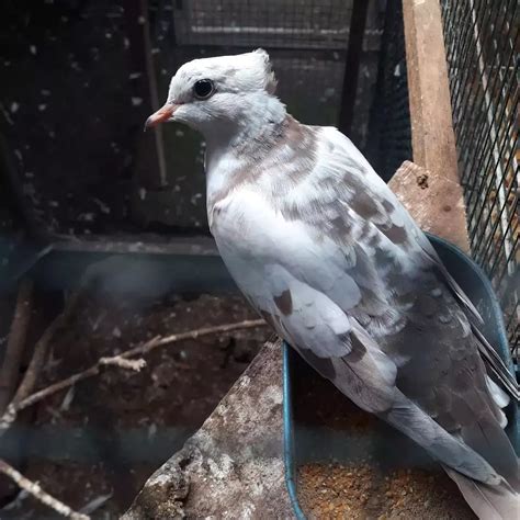 Kode alam burung lovebird  Parkit dan lovebird yang memiliki postur tubuh hampir seukuran memang bisa saling jatuh cinta