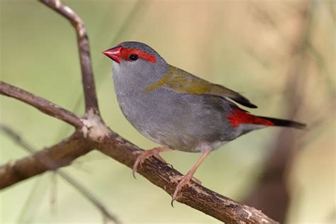 Kode alam burung pipit  Scroll ke bawah untuk lanjut membaca