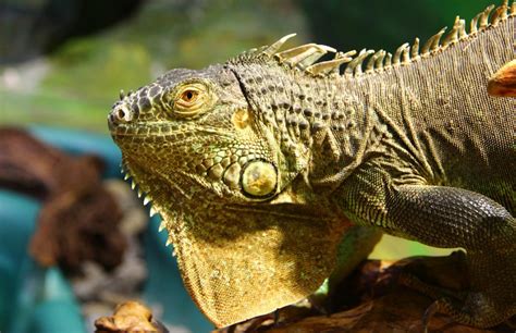 Kode alam iguana  kadal malas reptil