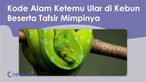 Kode alam ketemu ular di kebun  Tafsir mimpi Melihat ular banyak sekali Menurut Kode alam – Menurut penerawangan dari kyai semar yang berasal dari gunung merapi menyatakan bahwa mimpi melihat ular banyak sekali ini bisa diartikan sebagai pertanda yang kurang bagus dimana sesuatu yang buruk akan menimpa keluarga anda, namun jika anda mampu mengubahnya maka mimpi tersebut