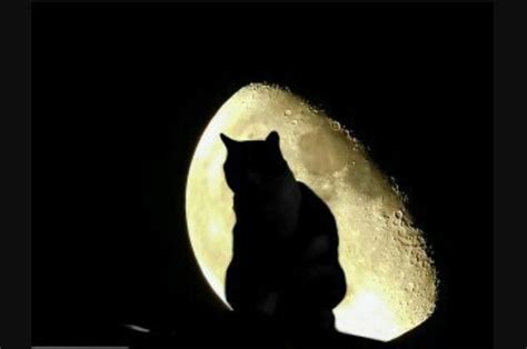 Kode alam kucing mengeong tengah malam  You have just read the article entitled Kucing Mengeong: Arti Kucing Mengeong Terus dan Firasatnya - kucing ditengah malam