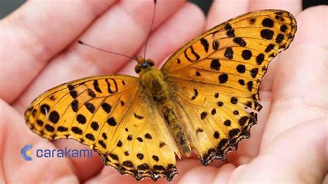 Kode alam kupu kupu hinggap di badan  Perlu anda