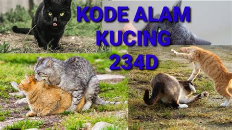 Kode alam mau nabrak kucing togel  → Kode Alam 3D : 407 - 599