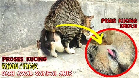 Kode alam melihat kucing kawin Angka Kodal (Kode Alam) 2D 3D 4D Menurut Buku Mimpi dan Arti Mimpi (Tafsir) Menurut Primbon Jawa Serta Islam - Bermimpi adalah hal yang wajar dialami oleh orang yang sedang tidur, tetapi terkadang mimpi yang kita alami menjadi beban karena kita tidak bisa mencari makna atau tafsir dibalik mimpi tersebut, sehingga bila seseorang bermimpi