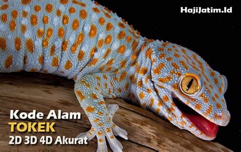 Kode alam melihat tokek togel Tafsir Mimpi 2D 3D 4D Togel, Arti Mimpi Menurut Islam, Primbon, Psikologi, Kode Alam dan Erek Erek 2D 3D 4D Menurut Buku Mimpi LengkapPrediksi pak tuntung adalah salah satu prediksi togel yang menggunakan syair dan tekaki kata kata untuk mencari angka main hari ini