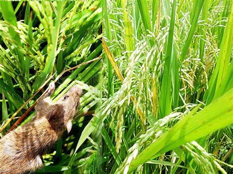 Kode alam membunuh tikus  Mimpi Menangkap Tikus