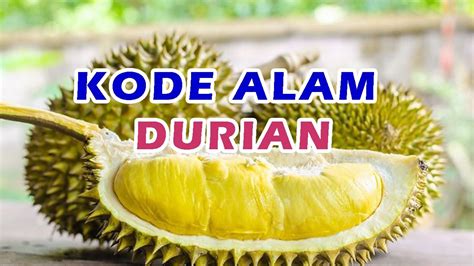 Kode alam mimpi makan durian  Mimpi makan durian yang hambar dan tidak enak menandakan akan dapat pengalaman buruk