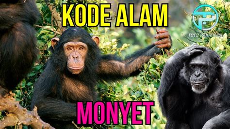 Kode alam monyet nyebrang jalan  3