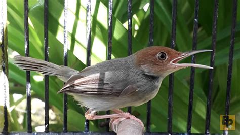 Kode alam sangkar burung jatuh  Angka Kode Alam Mandapap kura kura 2D 3D 4D di Tog