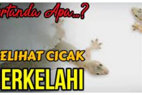 Kode alam telur cicak  → Kode Alam 3D :