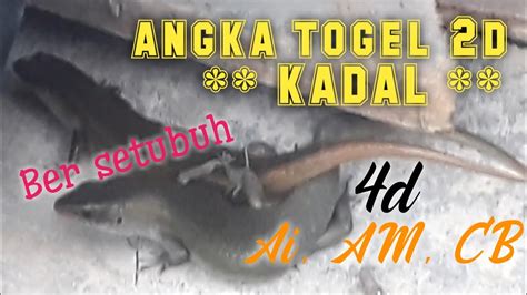 Kode alam togel kadal Beranda / Erek-Erek Binatang Digendong / Tafsir Mimpi 2d Gambar Terlengkap Versi Baru 7 Prediksi Mbah Sukro Bocoran Togel Hk Sydney Rumus Jitu : Ada banyak sekali jenis binatang yang dimuat dalam erek erek hewan dan kode alam binatang 2d, seperti tafsir nomor singa, angka anjing, kadal