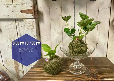 Kokedama classes canberra  date_range Your choice of time