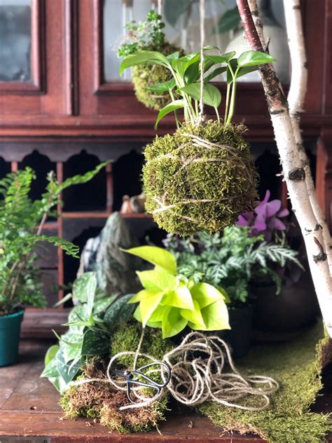 Kokedama classes london  Don't be deceived, although Kokedamas are beautiful they're actually super easy to make at home