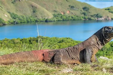 Komodo zaman purba Komodo hewan endemik asal Indonesia merupakan hewan karnivora atau pemakan daging