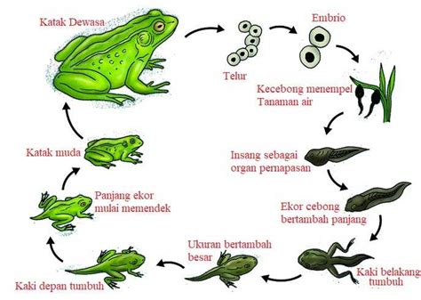 Kosakata daur hidup katak  4