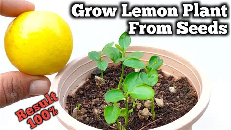 Kromed lemons seeds  Use a permanent marker to label the type of seeds (lemon) and the date