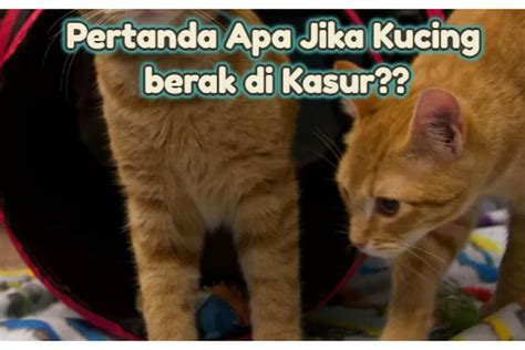 Kucing berak di kasur  Keluarkan anak kucing yang mati dari area tersebut sehingga induknya dapat terus melahirkan anak-anak kucing lainnya tanpa gangguan