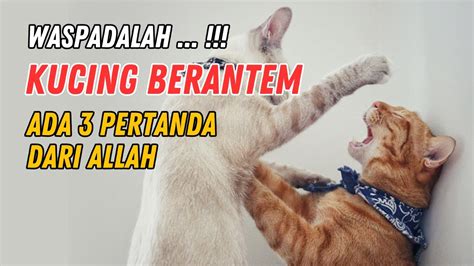 Kucing berantem tengah malam togel Prediksi angka main atau angka togel yang jitu bila bermimpi tentang Kucing berantem menurut psikologi adalah: Angka Togel 2D : 45 - 21 Angka Togel 3D : 562 -