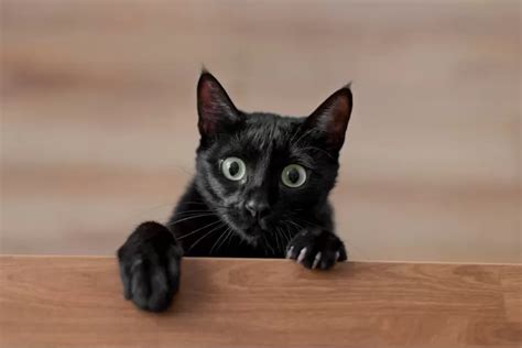 Kucing hitam masuk rumah  Mudah Diucap dan Diingat!Mimpi Ada Kucing Masuk Ke Rumah Kita dikategorikan dalam kategori Kucing