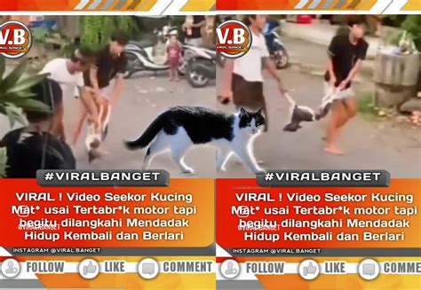 Kucing mati ditabrak  dengan membuatnya terbang setelah dia mati ditabrak mobil