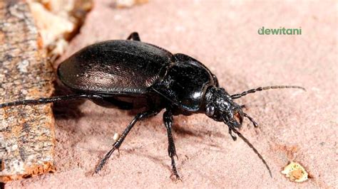 Kumbang hitam masuk rumah menurut islam  Karena seperti yang kita tau, semut itu merupakan hewan yang tidak boleh dibunuh dalam ajaran agama Islam